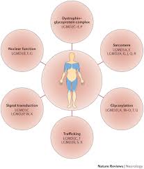 Image result for  f g   C g  p  