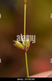 Attēlu rezultāti vaicājumam “Carex disperma”