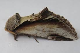 Attēlu rezultāti vaicājumam “Pheosia gnoma male”