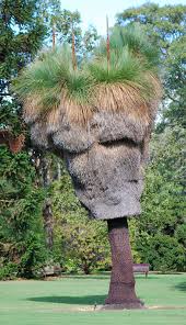 Attēlu rezultāti vaicājumam “Xanthorrhoeaceae”