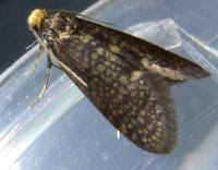 Attēlu rezultāti vaicājumam “Taleporia tubulosa”