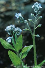 Attēlu rezultāti vaicājumam “Myosotis sparsiflora leaf”
