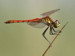 Attēlu rezultāti vaicājumam “Sympetrum”