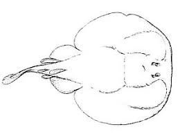 Image result for Tetronarce nobiliana