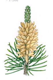 Attēlu rezultāti vaicājumam “Pinus mugo male flower”