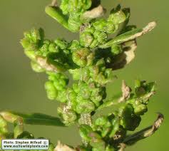 Image result for Chenopodium ambrosioides