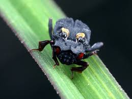 Attēlu rezultāti vaicājumam “Histeridae”