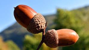 Attēlu rezultāti vaicājumam “Quercus robur fruit”