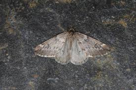 Attēlu rezultāti vaicājumam “Alsophila aescularia”