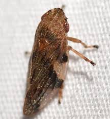 Attēlu rezultāti vaicājumam “Aphrophora alni nymph”