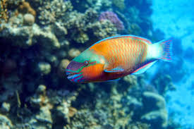 Image result for Chlorurus sordidus