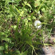 Attēlu rezultāti vaicājumam “Brachypodium sylvaticum fruit”