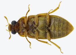 Attēlu rezultāti vaicājumam “Byturus ochraceus”