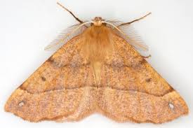 Attēlu rezultāti vaicājumam “Colotois pennaria”