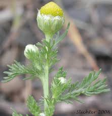 Attēlu rezultāti vaicājumam “Matricaria discoidea flower”