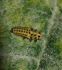 Attēlu rezultāti vaicājumam “Psyllobora vigintiduopunctata larva”