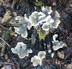 Attēlu rezultāti vaicājumam “Kretzschmaria deusta”