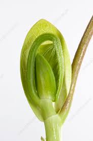 Attēlu rezultāti vaicājumam “Liriodendron tulipifera bud”