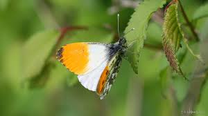 Attēlu rezultāti vaicājumam “Anthocharis cardamines”