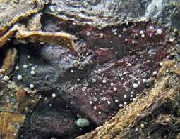 Attēlu rezultāti vaicājumam “Didymium annulisporum”