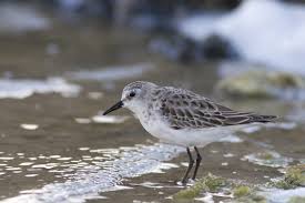 Attēlu rezultāti vaicājumam “Calidris minuta”