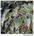Cinnamomum camphora tree seeds for the home gardener