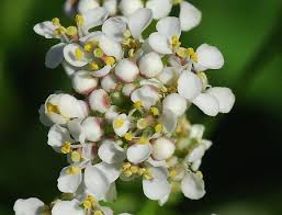 Attēlu rezultāti vaicājumam “Lepidium latifolium flower”