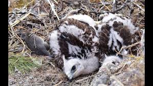 Attēlu rezultāti vaicājumam “Buteo buteo nest”