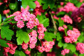 Attēlu rezultāti vaicājumam “Crataegus laevigata bud”