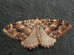 Attēlu rezultāti vaicājumam “Triphosa dubitata”