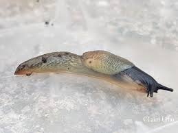 Attēlu rezultāti vaicājumam “Krynickillus melanocephalus”