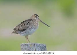 Image result for Gallinago delicata