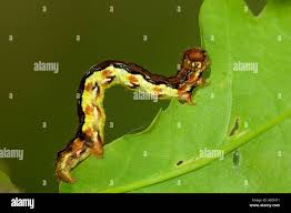 Attēlu rezultāti vaicājumam “Erannis defoliaria larva”