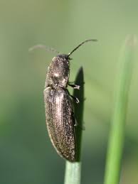 Attēlu rezultāti vaicājumam “Cidnopus aeruginosus”