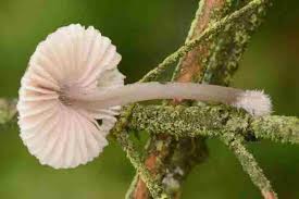 Attēlu rezultāti vaicājumam “Mycena abramsii”