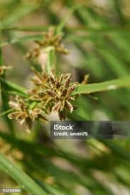 Attēlu rezultāti vaicājumam “Cyperus fuscus”