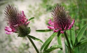 Attēlu rezultāti vaicājumam “Trifolium alpestre”