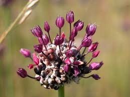 Attēlu rezultāti vaicājumam “Allium scorodoprasum bud”