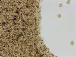 Attēlu rezultāti vaicājumam “Hemitrichia karstenii plasmodium”