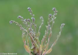 Attēlu rezultāti vaicājumam “Myosotis stricta”