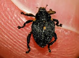 Attēlu rezultāti vaicājumam “Mononychus punctumalbum”