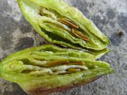 Attēlu rezultāti vaicājumam “Geocrypta galii larva”