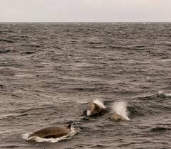 Image result for Hyperoodon ampullatus