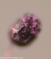 Attēlu rezultāti vaicājumam “Cribraria violacea spores”