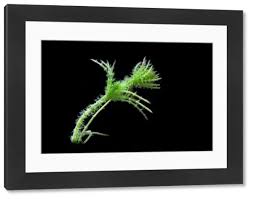 Attēlu rezultāti vaicājumam “Chara hispida”