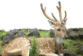 A deers life, pick n play Credit goes to spritz for idea Images?q=tbn:ANd9GcTLuO8-4v1DuhwbUIeyxR5hwQws0h2yCxukoEyMgnobSHTh7pg8gg