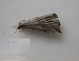 Attēlu rezultāti vaicājumam “Colobochyla salicalis”