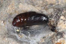 Attēlu rezultāti vaicājumam “Setina irrorella”