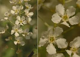 Attēlu rezultāti vaicājumam “Prunus padus var. roseiflora flower”