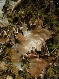 Attēlu rezultāti vaicājumam “Peltigera polydactylon”